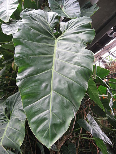 Philodendron maximum